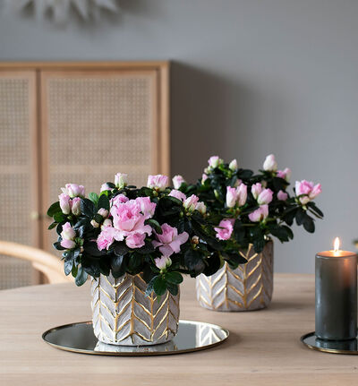 Rosa Azalea Rosa Azalea